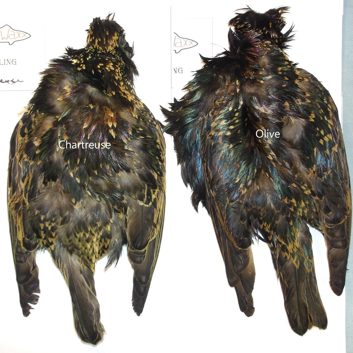 FlyWaxx Starling Skins ( Natural & Dyed)