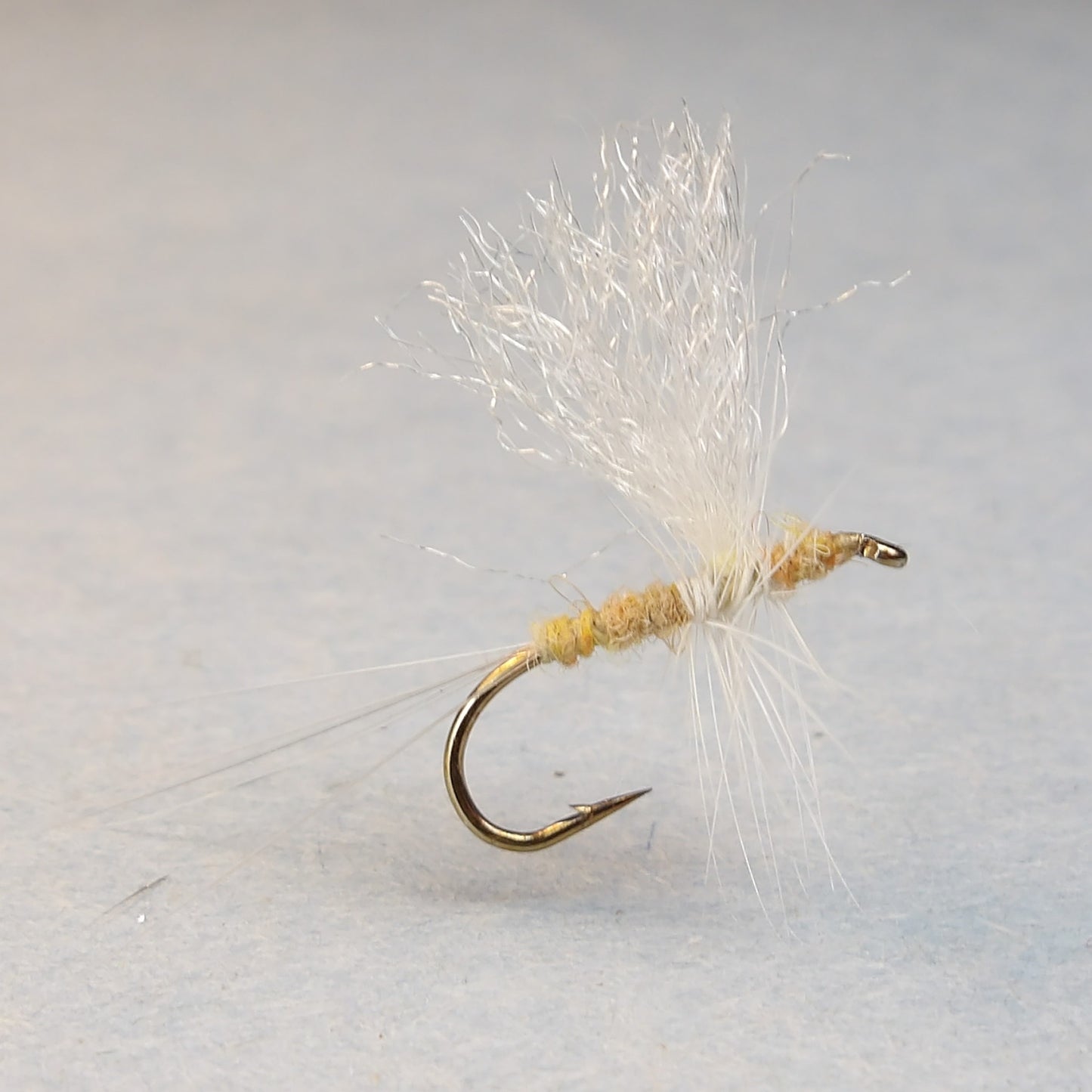 Sulpher Thorax Dun