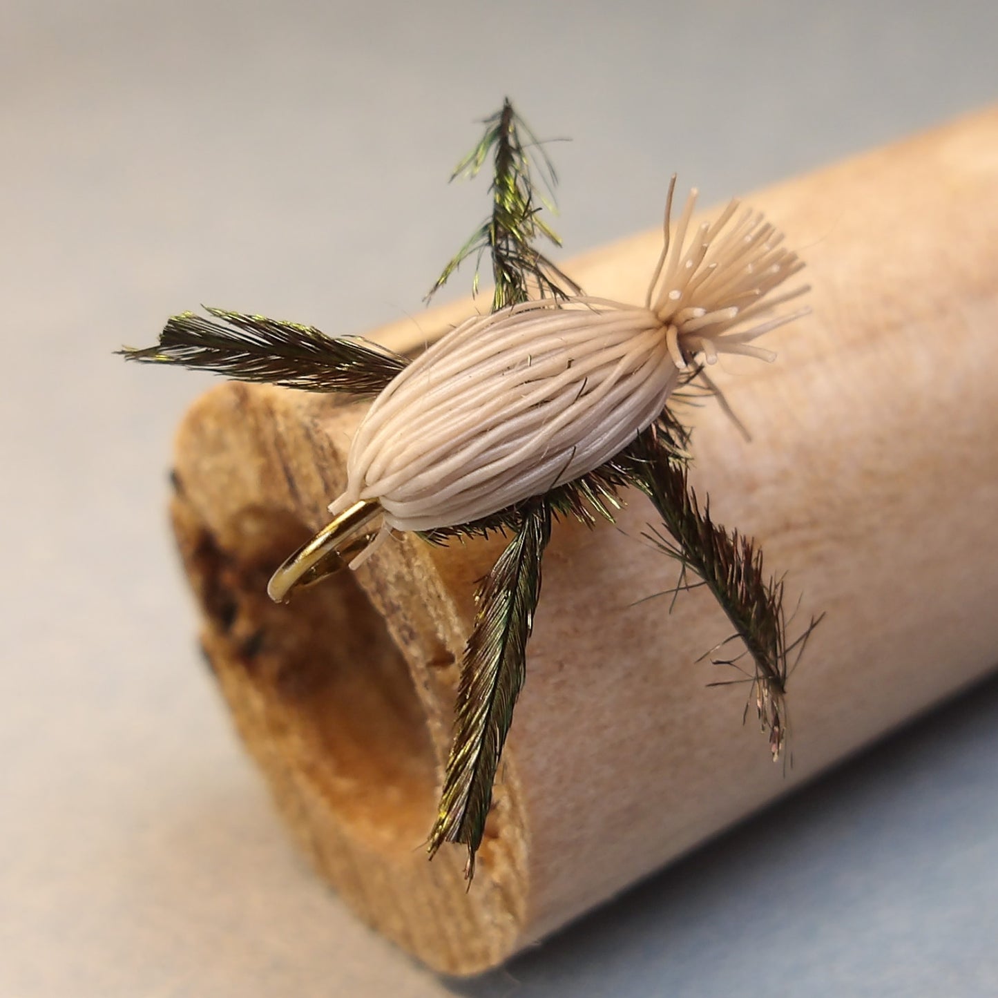 Tan Peacock Beetle