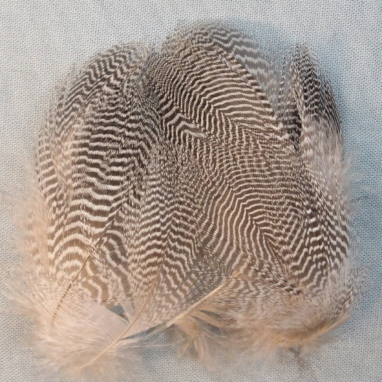 Teal Barred Flanks
