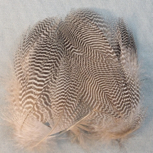 Teal Barred Flanks
