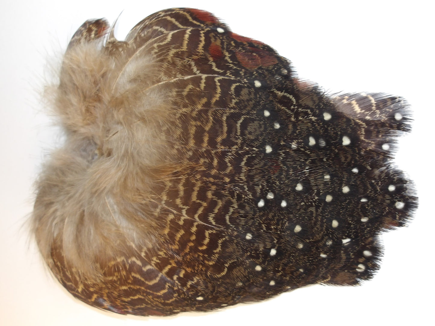 Tragopan