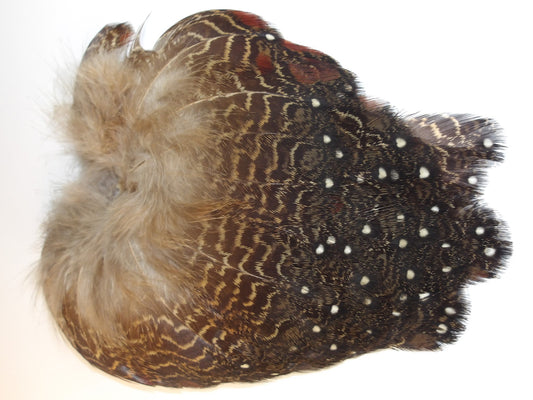 Tragopan