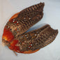 Tragopan Wings