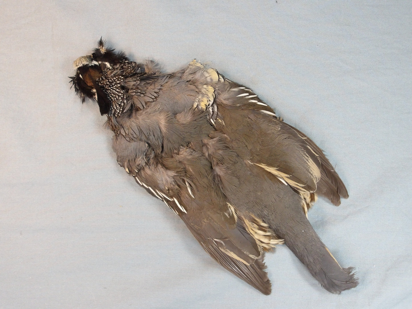 Valley Quail Skin
