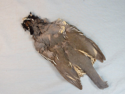 Valley Quail Skin