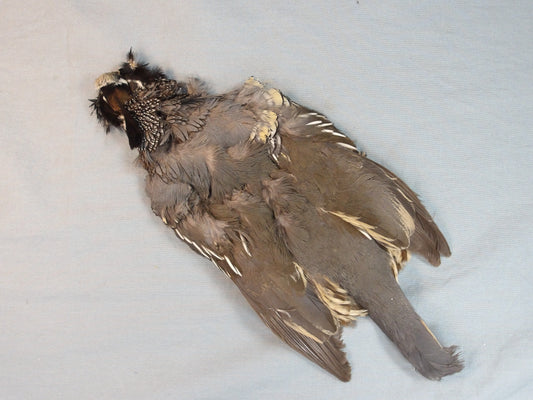 Valley Quail Skin