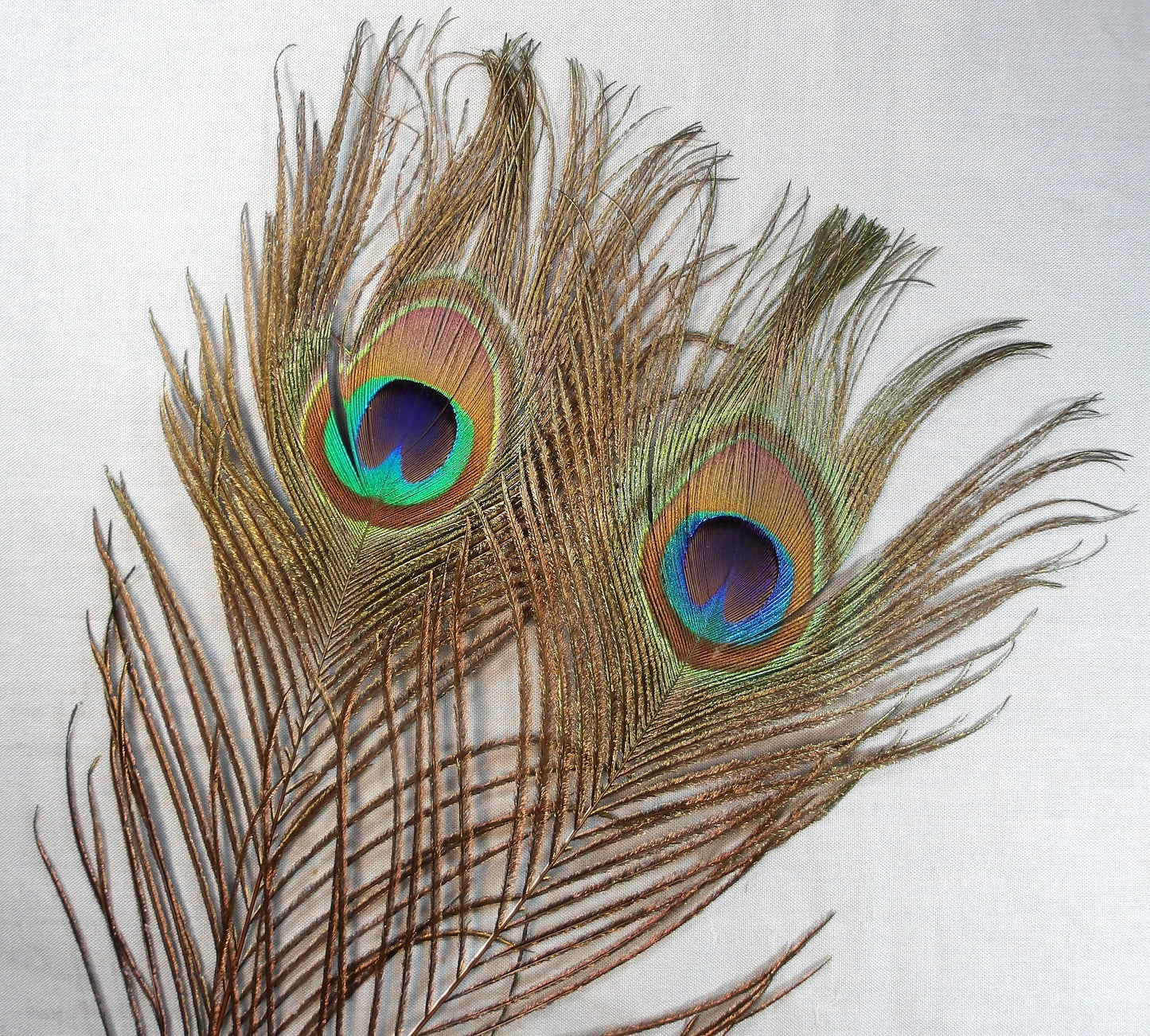 X-Large Peacock Eye Sticks