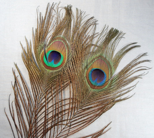 X-Large Peacock Eye Sticks