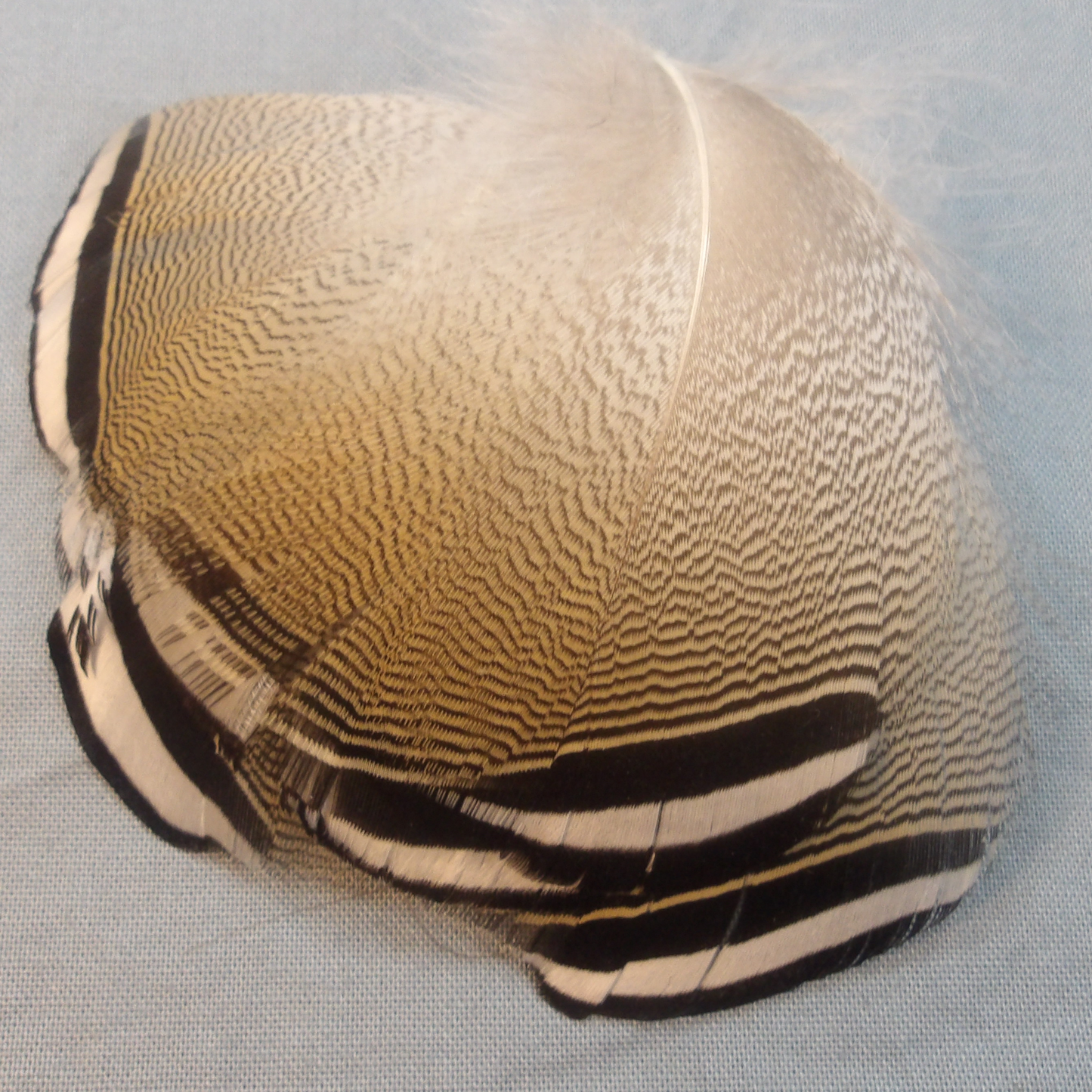 Barred Wood Duck Flank Feathers