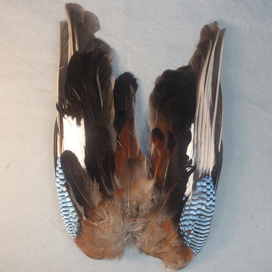 Eurasian Blue Jay Wings