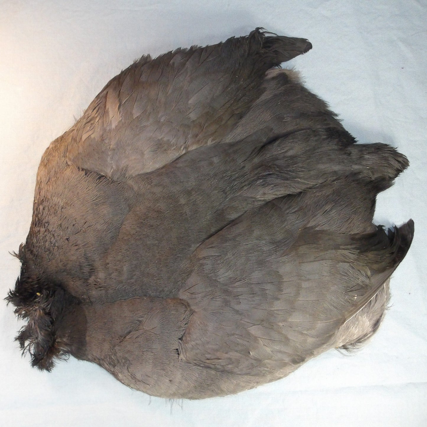 Coot Skin