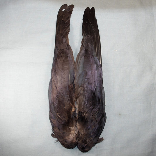 Crow Wings