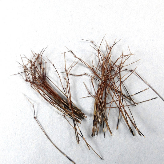 Pheasant Daddy Legs