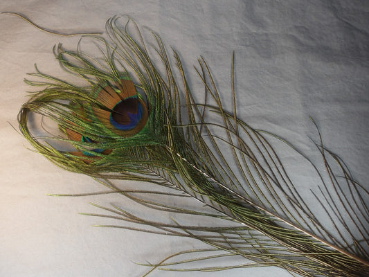 Long Peacock Eye Sticks