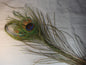 Long Peacock Eye Sticks