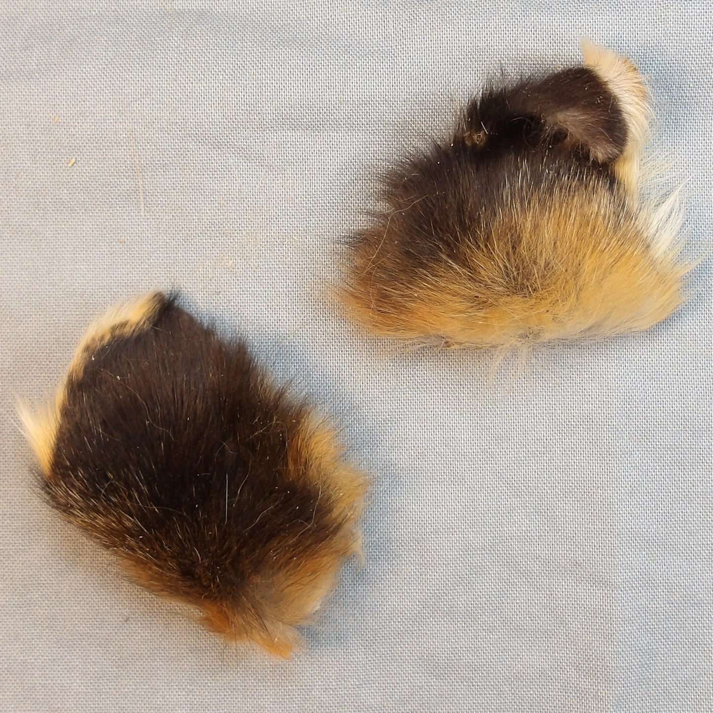 Red Fox Ears