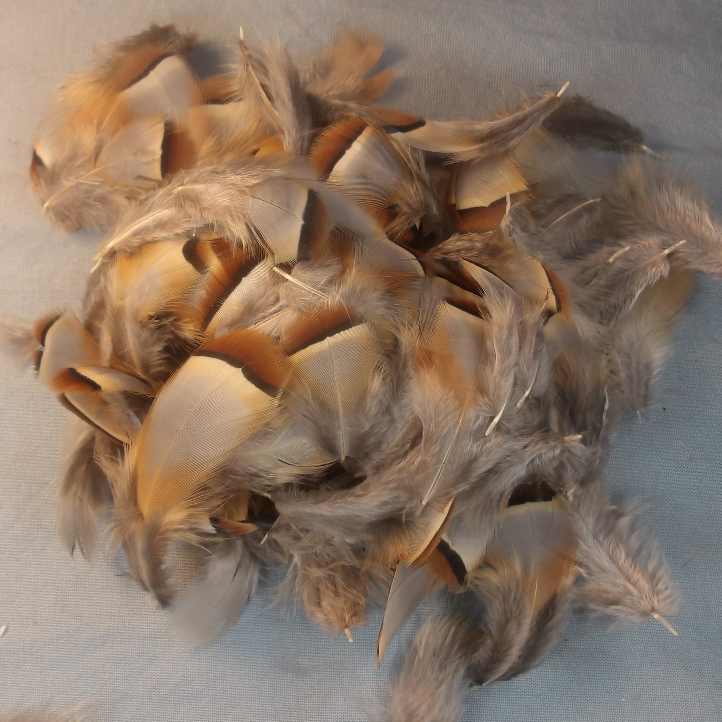 French Partridge Selected Small