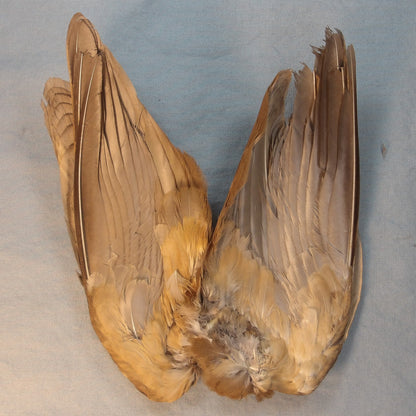 French Partridge Wings