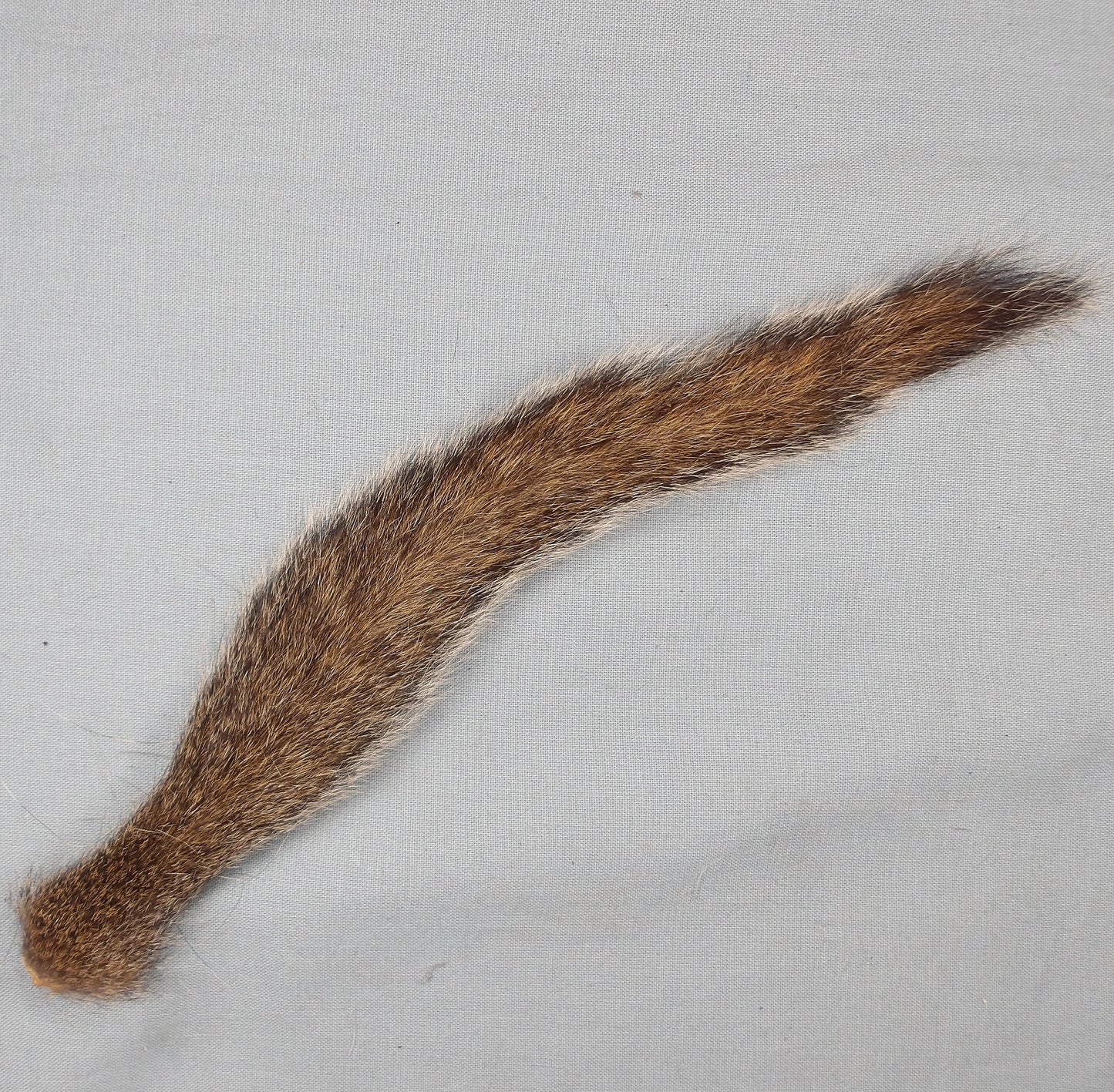 Grey Squirrel Tail
