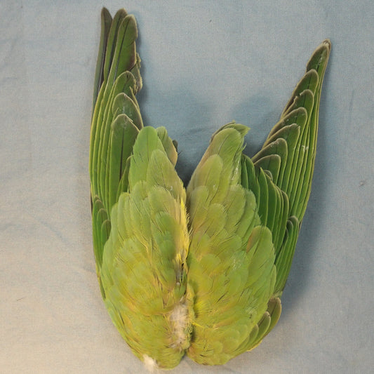 Green Parakeet Wings