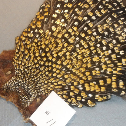 Jungle Cock Neck #11