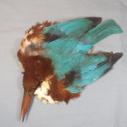 Asian Kingfisher Pelt
