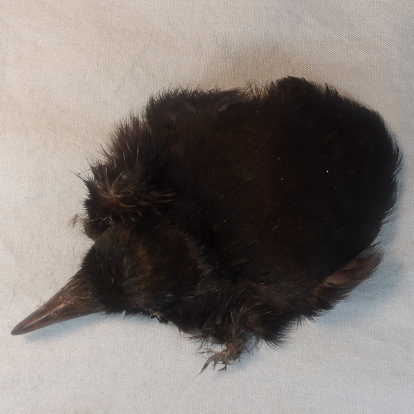 Magpie Scalp