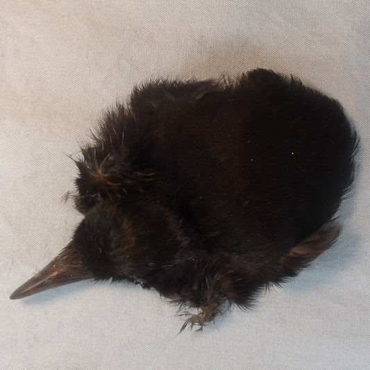 Magpie Scalp