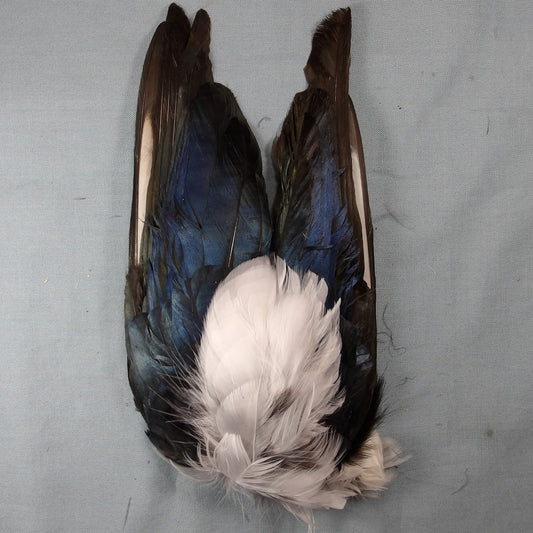 Magpie Wings