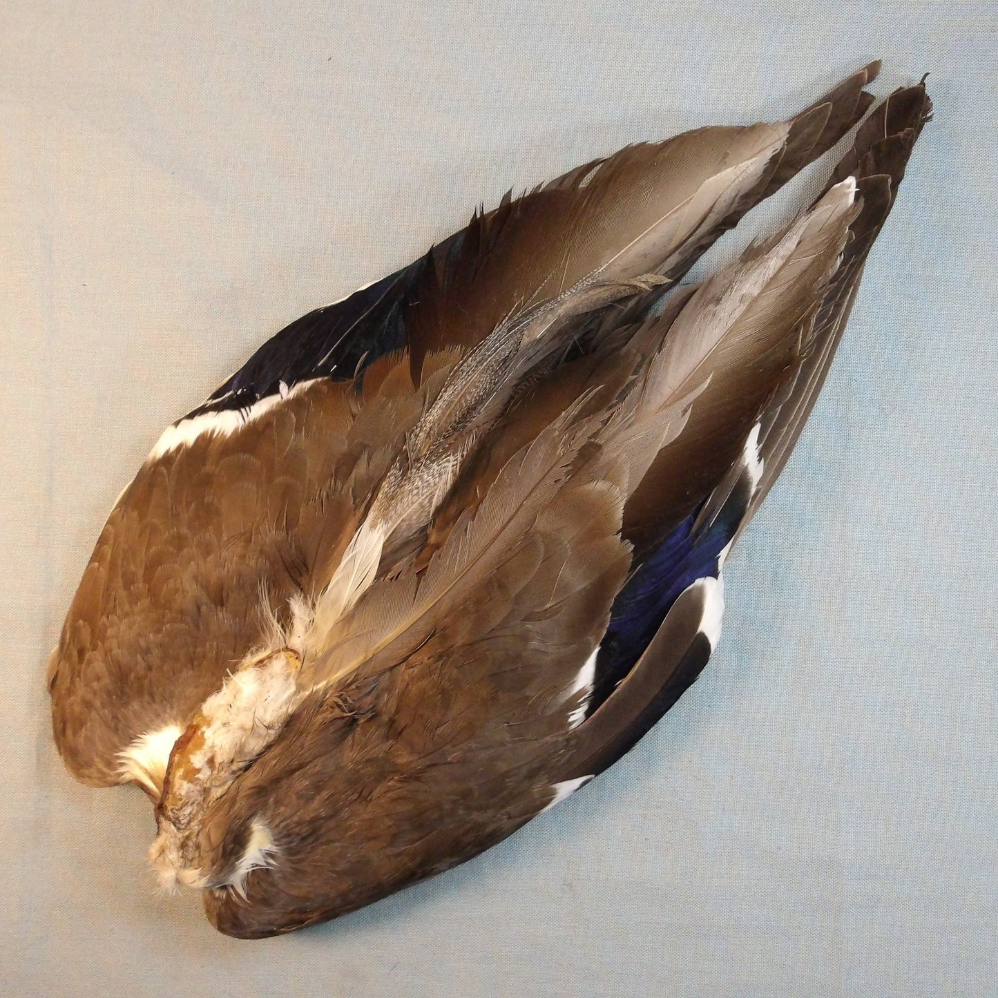 Mallard Wings Complete Pair
