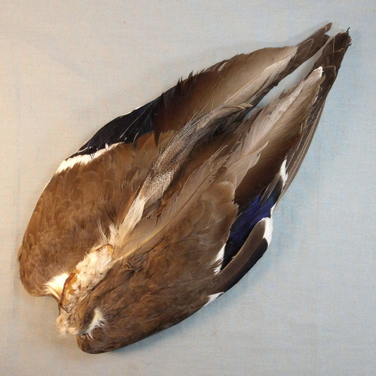 Mallard Wings Complete Pair