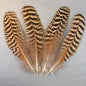 Peacock Wing Quills