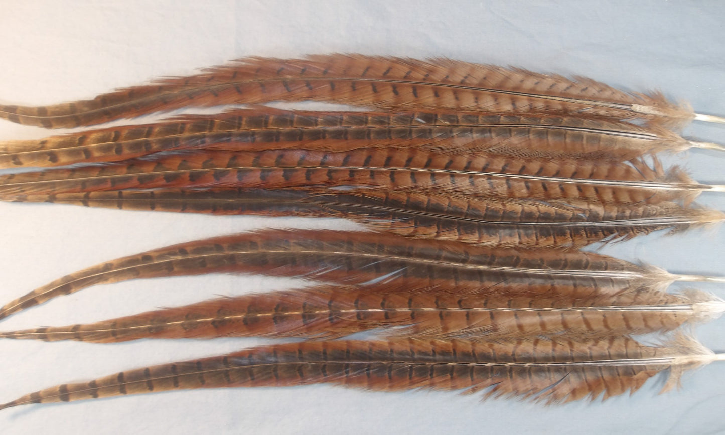Ringneck Pheasant Center Tails from England