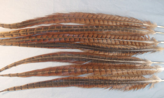 Ringneck Pheasant Center Tails from England