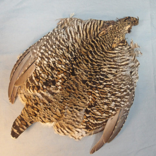 Prairie Chicken