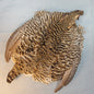 Prairie Chicken