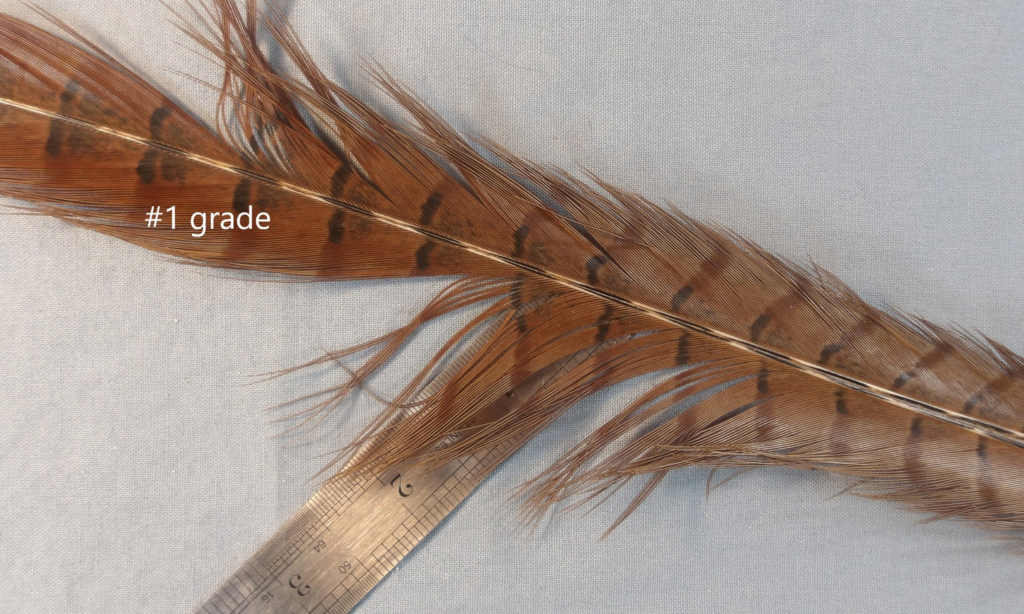 Ringneck Pheasant Center Tails from England