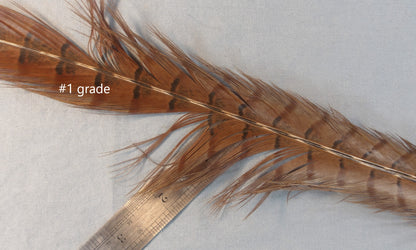 Ringneck Pheasant Center Tails from England