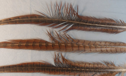 Ringneck Pheasant Center Tails from England