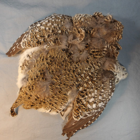 Sharptail Grouse Skin