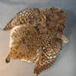 Sharptail Grouse Skin