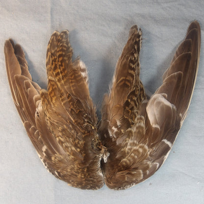 Snipe Wing Pair From FlyWaxx