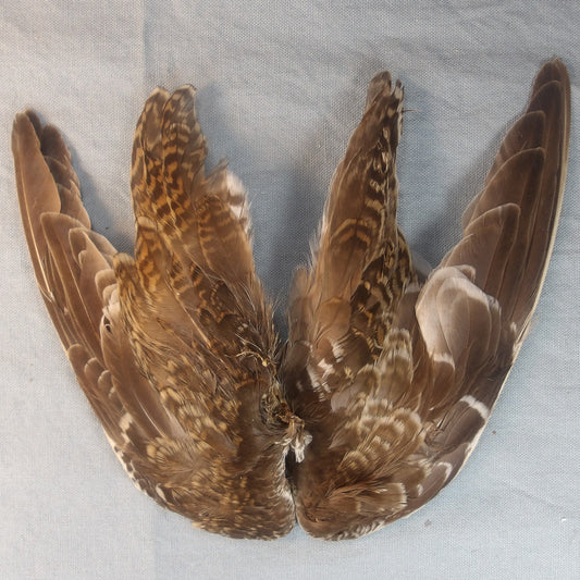 Snipe Wing Pair From FlyWaxx