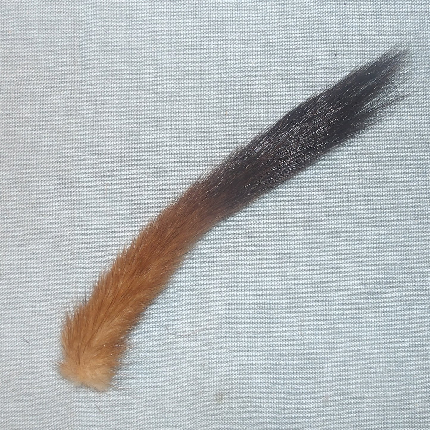 Stoat Tail