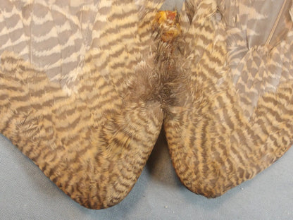 Woodcock Wings AA Plus