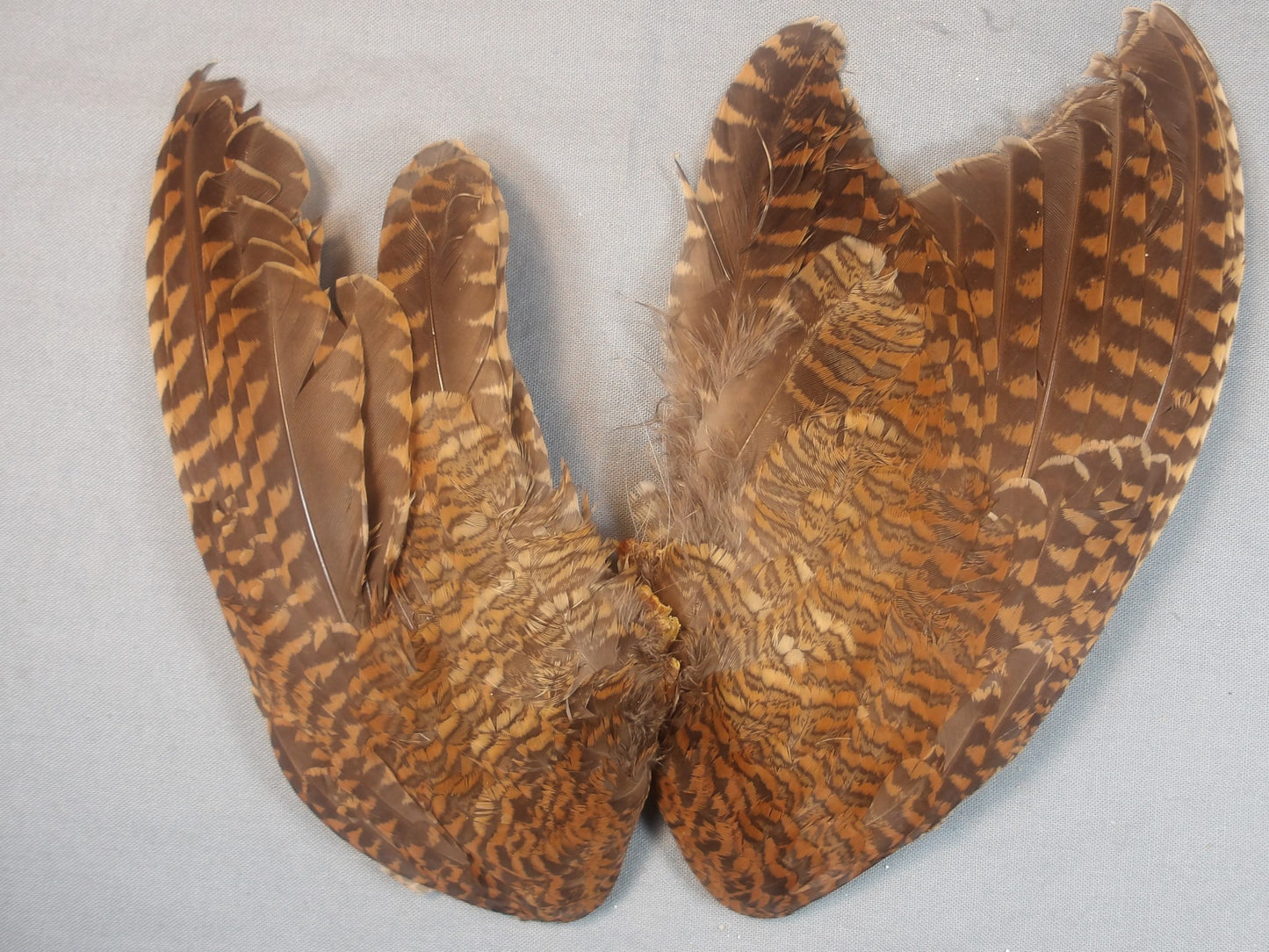 Woodcock Wings AA Plus