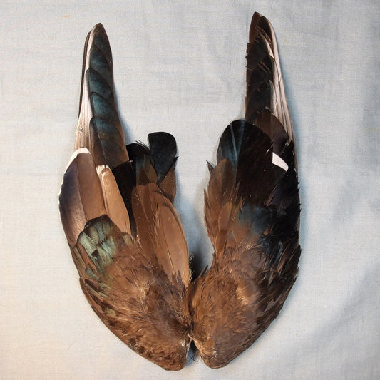 Wood Duck Wing Pairs